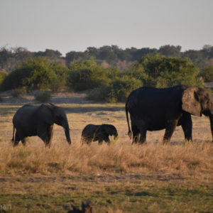 african elephants walking chobe river lodge